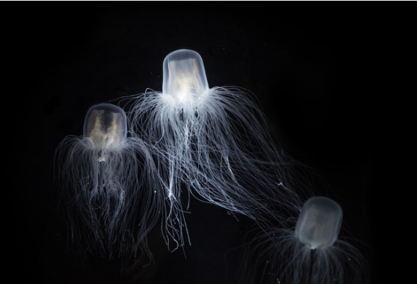 Loài vật bất tử duy nhất trên thế giới có thể 'đánh lừa tử thần' bằng cách đảo ngược vòng đời