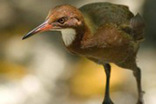 Loài chim không biết bay kỳ lạ bất ngờ "sống dậy" sau 136.000 năm tuyệt chủng