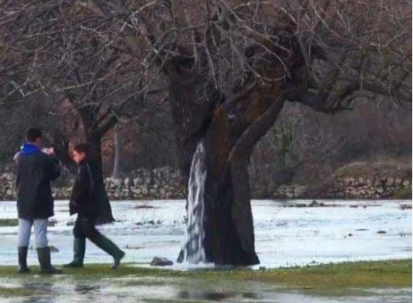 Cây 'cá tính' nhất thế giới, nước phun ra từ thân cây, hơn 20 năm nay chưa bao giờ ngừng