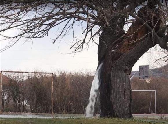 cay-phun-nuoc (1).jpeg 3 cây phun nước, cây kì lạ, khám phá thiên nhiên