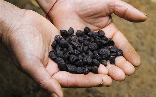 Hạt này được ví là “vàng đen” của Tây Bắc, có mùi thơm đặc biệt nên rất được ưa thích, giá gần 2 triệu đồng/kg - 4