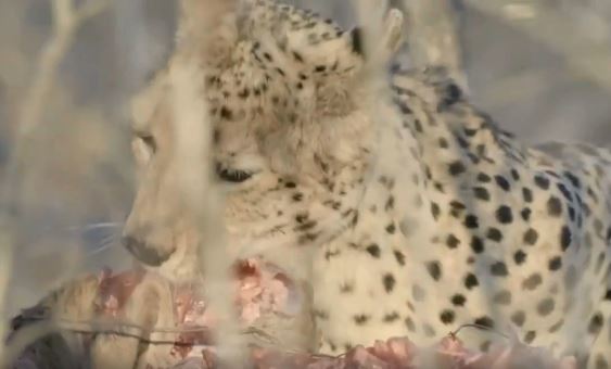 Clip: Anh em báo săn hợp sức hạ sát linh dương Impala