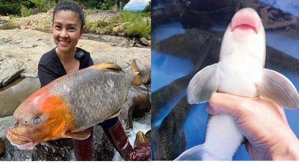 Loài cá huyền thoại đặc biệt quý hiếm của Việt Nam: Có từ thời vua Hùng? Giá hàng chục triệu/kg