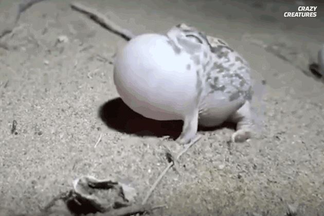 Clip: Khám phá loài ếch có thân hình đáng yêu, sở hữu tiếng kêu như chim hót