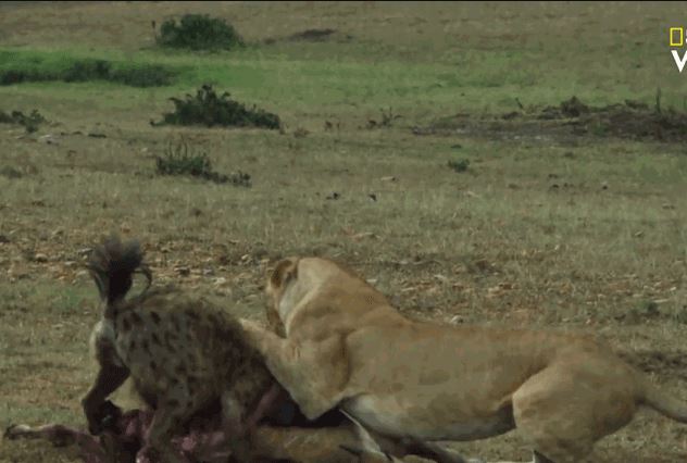 Clip: Màn giành mồi khốc liệt giữa báo săn, linh cẩu và sư tử