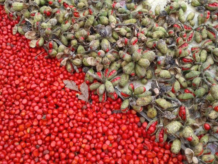 Hạt này được ví là “vàng đen” của Tây Bắc, có mùi thơm đặc biệt nên rất được ưa thích, giá gần 2 triệu đồng/kg