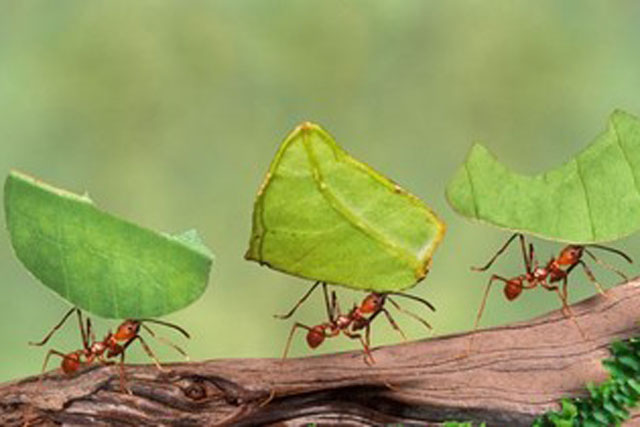 Clip: Khám phá vương quốc dưới lòng đất của loài kiến cắt lá