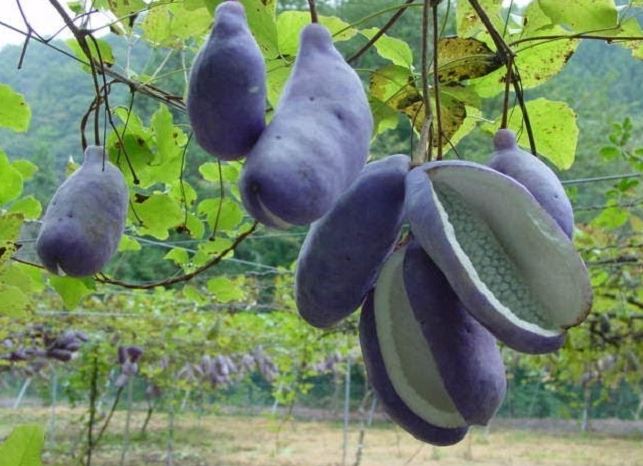 Loại nho có màu tím và hình dáng độc đáo, chúng rất được yêu thích tại Nhật, giá 1.000.000 đồng/kg