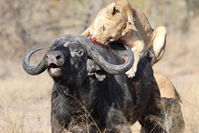 CLIP: Sư tử đực ra đòn hiểm, hạ sát trâu rừng trong nháy mắt