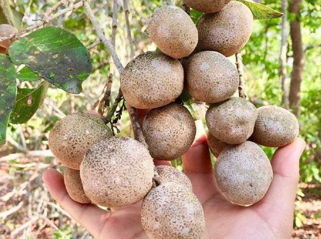 Vỏ ngoài nhìn như bưởi trong trắng như sắn, thứ quả độc đáo và quý hiếm ở Miền Tây, giá 100.000 đồng/kg