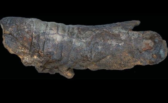 'Xác ướp' khủng long thực sự tồn tại và đây là cách chúng được tạo ra