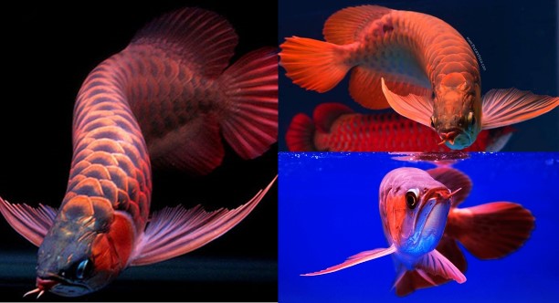 Việt Nam có loài cá cảnh đắt đỏ bậc nhất thế giới, nằm trong Sách đỏ, nghiêm cấm mua bán và săn bắt