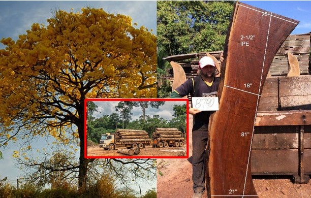 Loại gỗ quý hiếm hơn cả gỗ sưa, 96% nguồn cung từ Brazil, nguy cơ tận diệt vì bị 'mafia' truy lùng ráo riết