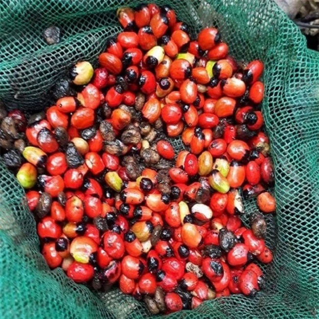 Hạt của cây này có giá tới 240 triệu đồng/kg, là giống cây quý chỉ có ở một số tỉnh của Việt Nam - 1