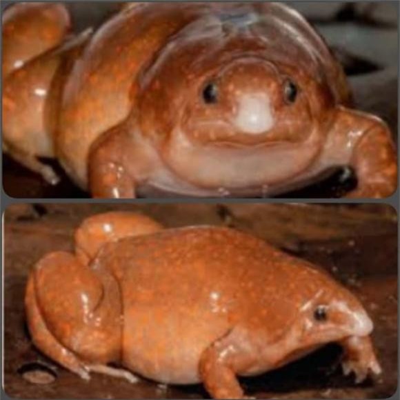 Zombie (1).jpg 1 ếch thây ma, ếch zombie, rừng nhiệt đới Amazon