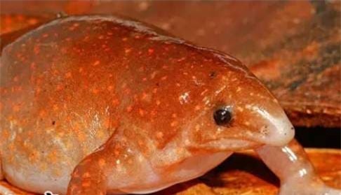 Zombie (1).jpg 0 ếch thây ma, ếch zombie, rừng nhiệt đới Amazon