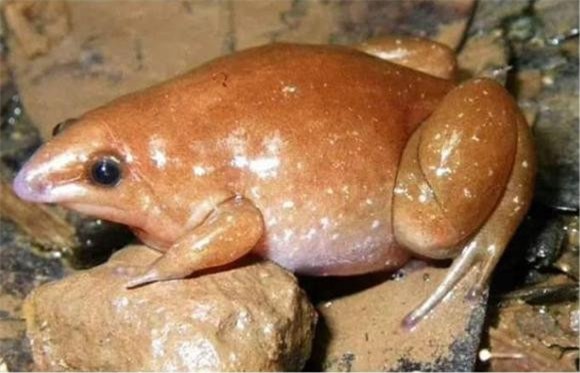 Zombie (1).jpg 2 ếch thây ma, ếch zombie, rừng nhiệt đới Amazon