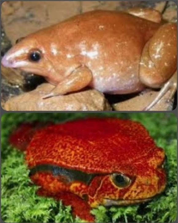 Zombie (1).jpg 4 ếch thây ma, ếch zombie, rừng nhiệt đới Amazon