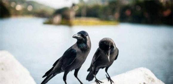 43d2993f5f9842d994c595eec7eeb6b7-ngoisaovn-w640-h312 7 Khổng Tử, Khổng Lâm Chi Mộ, mộ phần gia tộc lớn nhất thế giới, lịch sử Trung Quốc, lịch sử Trung Hoa