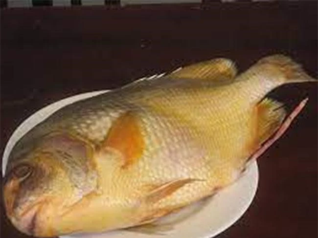 Loài cá “đại gia” giá 2 triệu đồng/kg ở Nhà Bè, sánh ngang với cá tiến vua Anh vũ, được nhiều người 