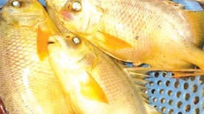 Loài cá “đại gia” giá 2 triệu đồng/kg ở Nhà Bè, sánh ngang với cá tiến vua Anh vũ, được nhiều người 