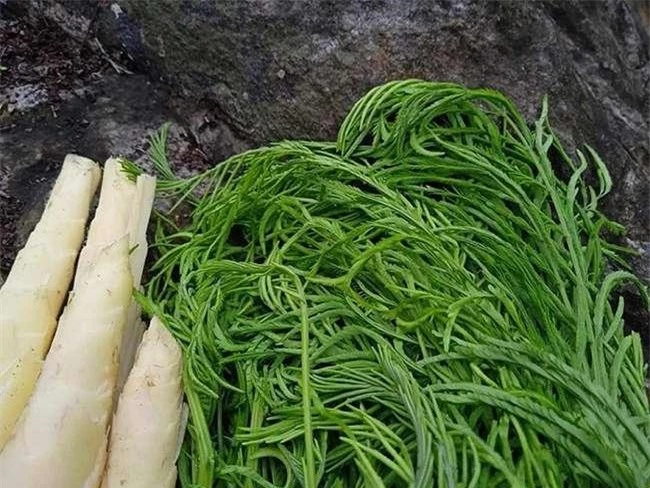 Loại rau được ví là “vua giải nhiệt” mùa hè, ăn thường xuyên mát gan, là đặc sản của Tây Bắc, giá gần 200.000 đồng/kg - 5