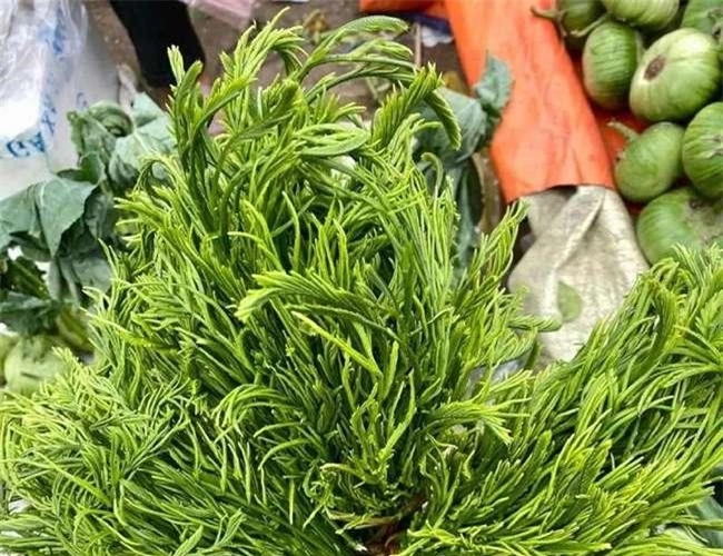 Loại rau được ví là “vua giải nhiệt” mùa hè, ăn thường xuyên mát gan, là đặc sản của Tây Bắc, giá gần 200.000 đồng/kg - 6