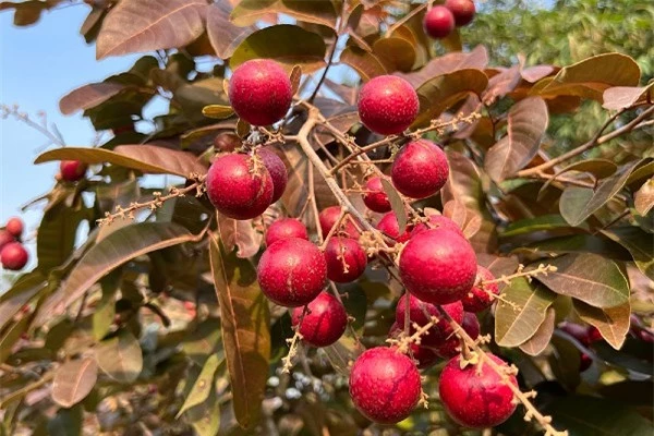 Nghề trồng loại quả độc nhất vô nhị chỉ có ở Việt Nam, từng đắt gấp đôi quả thông thường, nay lại rớt giá bất ngờ - 1