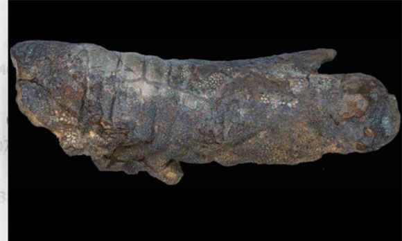 xác ướp, khung long, khảo cổ