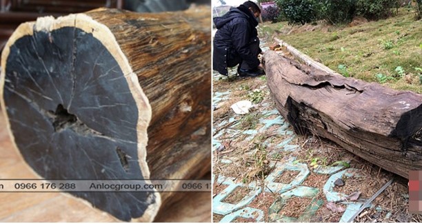 Lão nông vớt được khúc gỗ nặng 600kg ở ven sông: Cưa 1 miếng ra, ngã ngửa là gỗ quý đắt đỏ bậc nhất