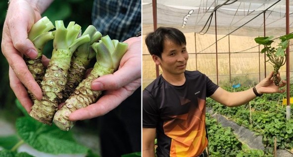 Loại củ làm gia vị đắt đỏ nhất thế giới được trồng tại Việt Nam: 2 năm mới được thu hoạch, giá 6 triệu/kg