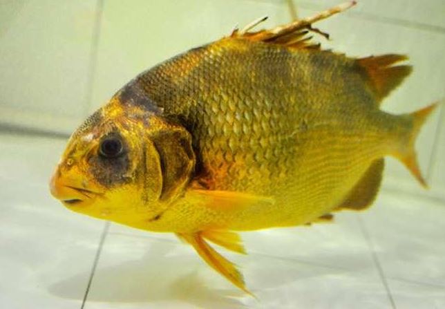 Loài cá “đại gia” giá 2 triệu đồng/kg ở Nhà Bè, sánh ngang với cá tiến vua Anh vũ, được nhiều người "săn lùng" ráo riết