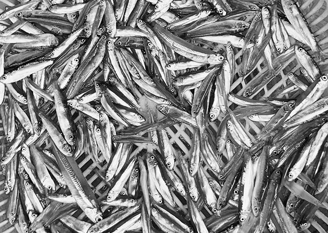 Loại cá có tên lạ, nay thành đặc sản hiếm nổi tiếng thơm ngọt, dân thành phố phải đặt trước mới mua được, 50.000 đồng/kg