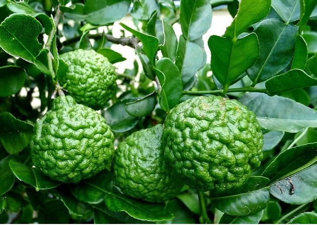 Loại quả rất nổi tiếng ở Thái Lan, lá dùng làm gia vị quả là kho bổ sung Vitamin C, giá 100.000 đồng/kg