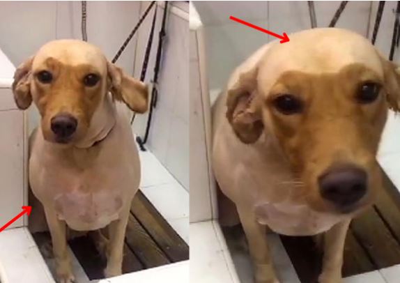 Đem chó Golden đi “tân trang nhan sắc”, 3 tiếng sau chủ dở khóc dở cười khi thấy ngoại hình của chó cưng