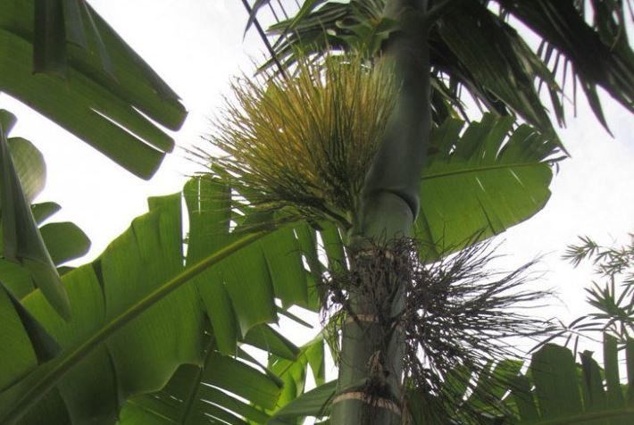 Thứ xưa không ai biết ăn, giờ thành đặc sản vô cùng nổi tiếng nhưng hiếm, giòn sần sật dân thành phố thích mê mẩn