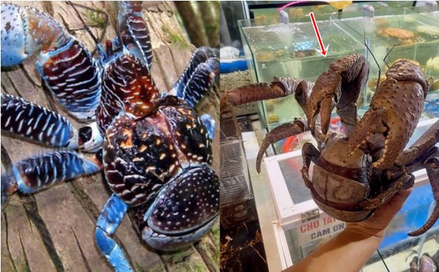 Loài cua độc đáo có khả năng leo cây, sức kẹp hơn cả cú đớp của sư tử: Ở Việt Nam có giá 7 triệu/kg