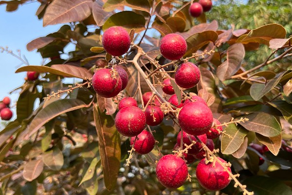 Nghề trồng loại quả độc nhất vô nhị chỉ có ở Việt Nam, từng đắt gấp đôi quả thông thường, nay lại rớt giá bất ngờ