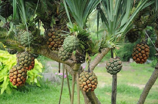 Loại quả dại có giá 100.000 đồng/kg, tốt cho sức khỏe và làm đẹp, chúng mọc phổ biến ở miền Tây