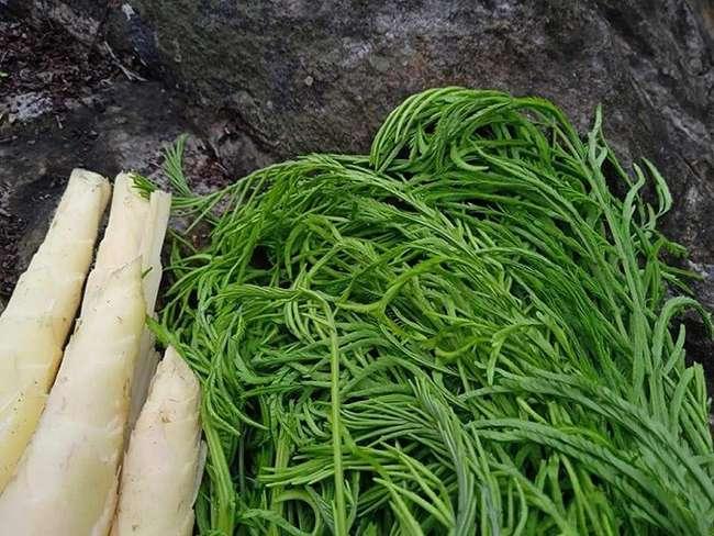 Loại rau được ví là “vua giải nhiệt”, ăn thường xuyên mát gan, là đặc sản của Tây Bắc, giá gần 200.000 đồng/kg