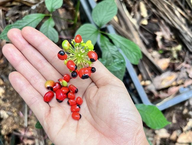 Hạt của cây này có giá tới 240 triệu đồng/kg, là giống cây quý chỉ có ở một số tỉnh của Việt Nam