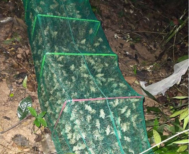 "Lộc trời" bò ra từ hốc cây, dân đi bắt về bán 500.000 đồng/kg thành đặc sản được dân thành phố ưa chuộng đến lạ