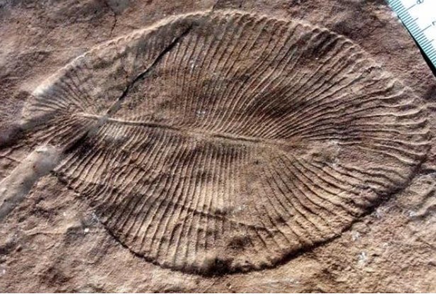 Sự tuyệt chủng hàng loạt sớm nhất của Trái đất được phát hiện trong hồ sơ hóa thạch