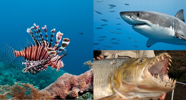 10 loài cá nguy hiểm nhất thế giới: ‘Ác ma’ nguy hiểm hơn cả cá mập trắng có rất nhiều ở Việt Nam