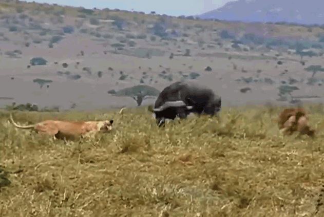 Clip: Trâu rừng thể hiện sức mạnh, húc bay sư tử tạo đường thoát thân