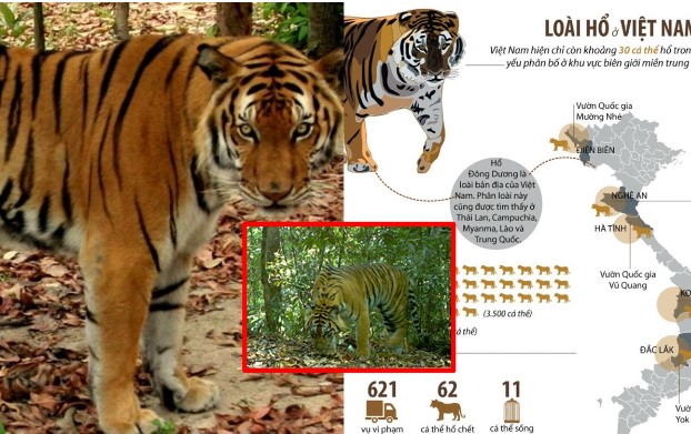 Việt Nam sở hữu loài hổ quý hiếm bậc nhất thế giới: 7 năm trước chỉ còn 5 cá thể, bị nghi đã tuyệt chủng
