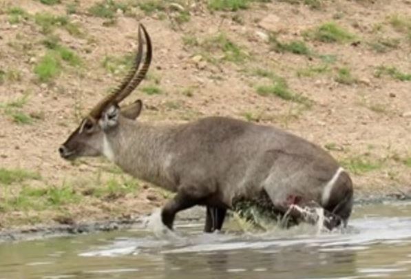 Clip: Linh dương Waterbuck đã bị cá sấu bắt vẫn thoát chết ngoạn mục