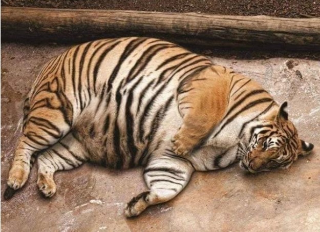 Con hổ cái ở một mình, khi mang thai phải làm sao? Làm thế nào để giải quyết vấn đề thức ăn nếu hổ đực không giúp đỡ?