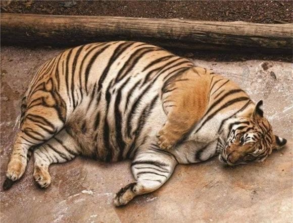 thế giới động vật, hổ, hổ mẹ khi mang thai săn mồi như thế nào