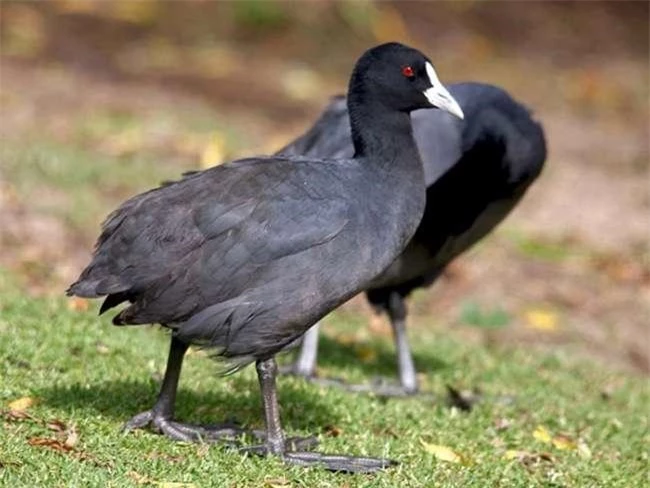 Loài chim “cực bổ” cho Nam giới, ngày xưa dùng để tiến vua, giờ là đặc sản được săn lùng, giá bán cả triệu đồng/con - 4